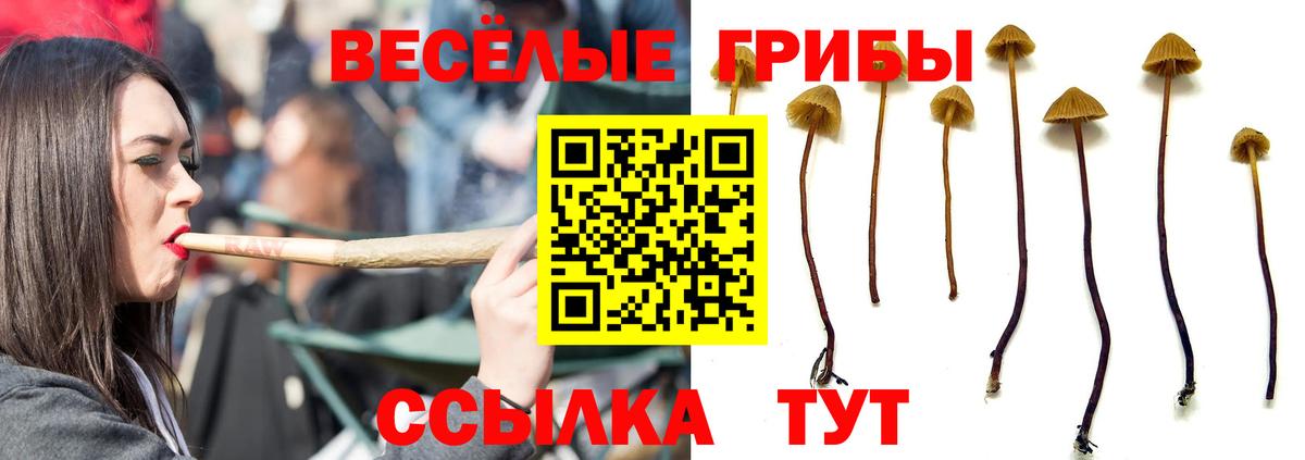 Псилоцибиновые грибы Cubensis  Вход с VPN  Великие Луки 